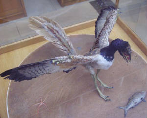 archaeopteryx-2.jpg