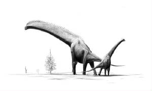 brachiosaurus-brancai_jconway.jpg