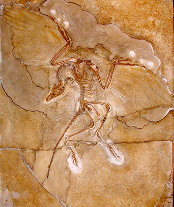 archaeopteryx-lithographicaon.jpg