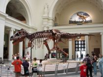 tyrannosaurusrex-muzeulfieldchicago.jpg